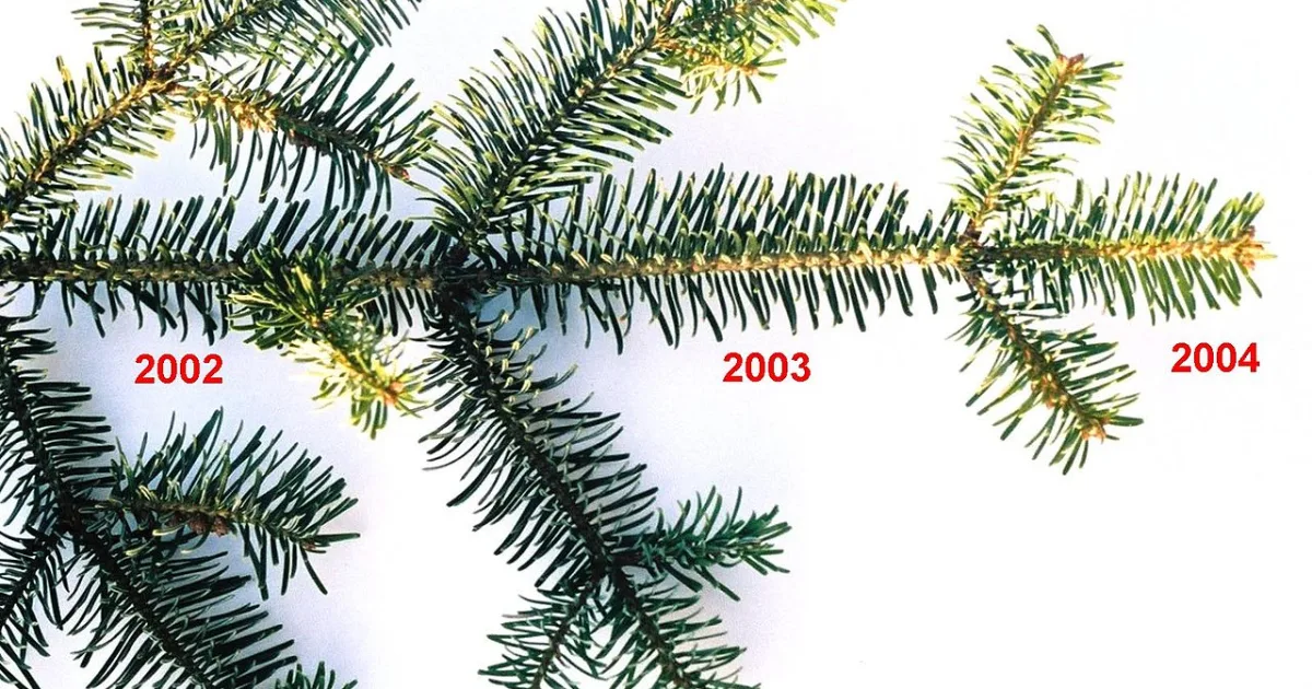 plant that has leaves at all times of the year