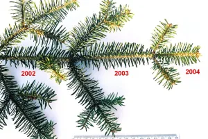 plant that has leaves at all times of the year