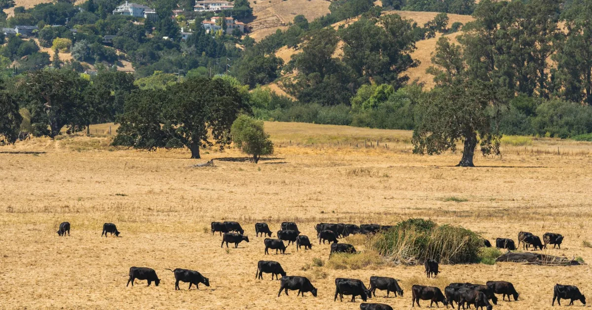 Downtown Fair Oaks Ranch, TX, TX