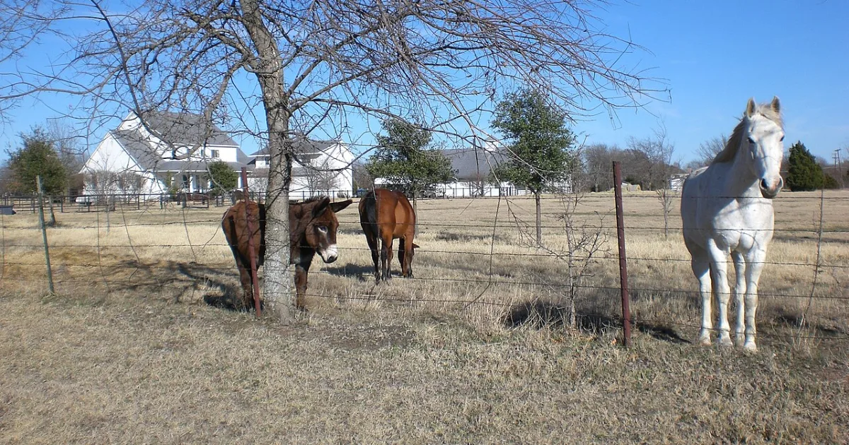 town in Collin County, Texas, United States