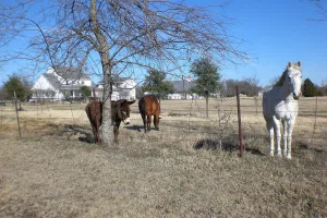 town in Collin County, Texas, United States