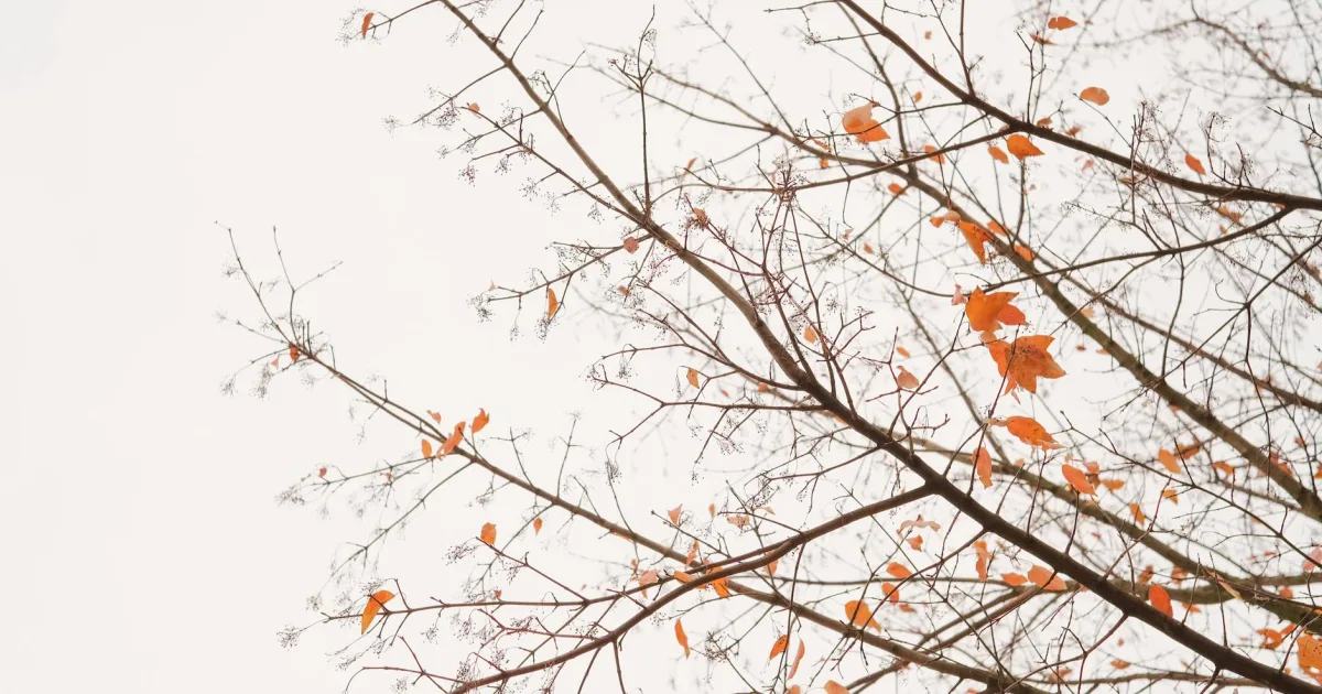 Downtown Fall Branch, TN, TN