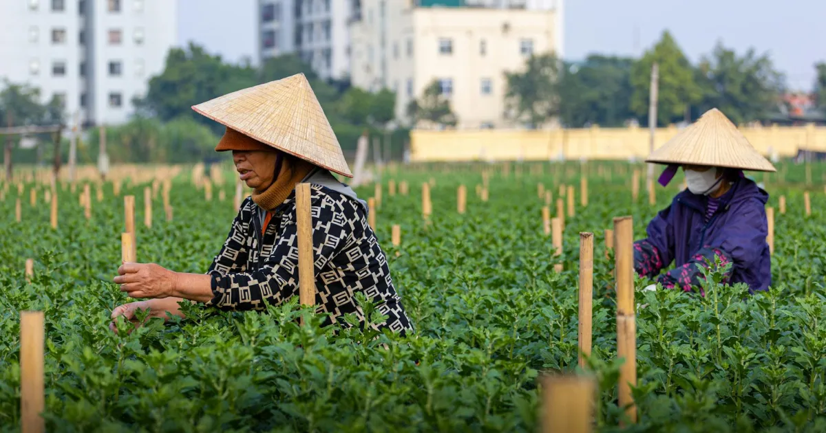 Downtown Farmer City, IL, IL