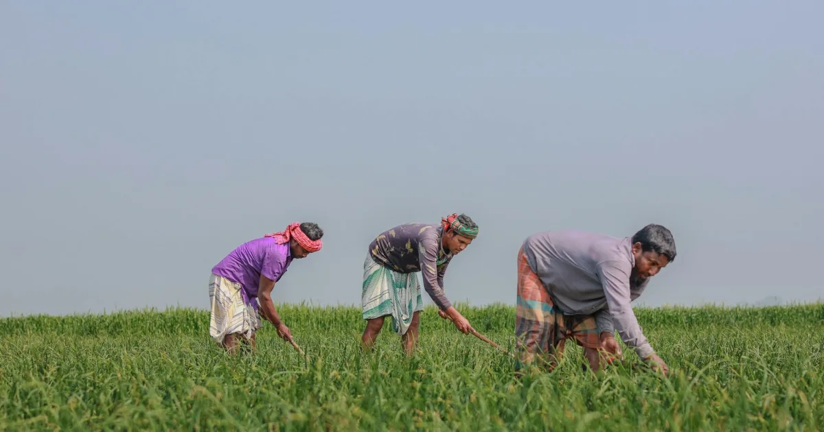 Downtown Farmers Loop, AK, AK