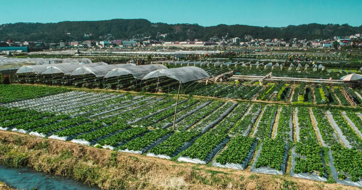 Downtown Farmerville, LA, LA