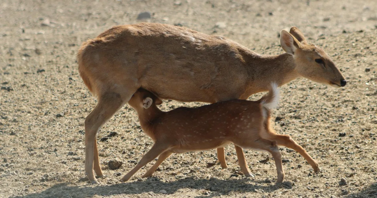 Downtown Fawn River, MI, MI