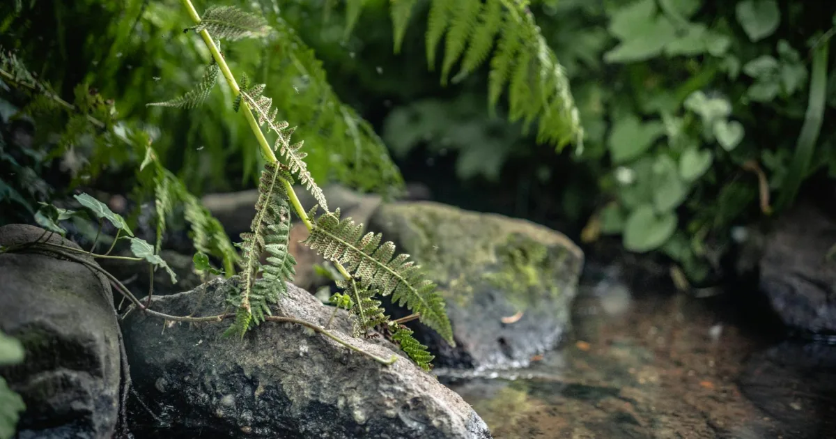 Downtown Fern Creek, KY, KY