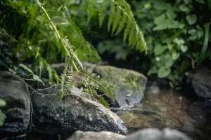 Downtown Fern Creek, KY, KY