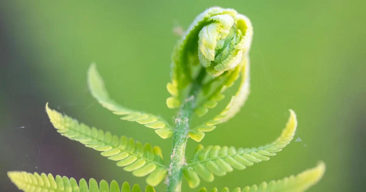 Downtown Fern Prairie, WA, WA