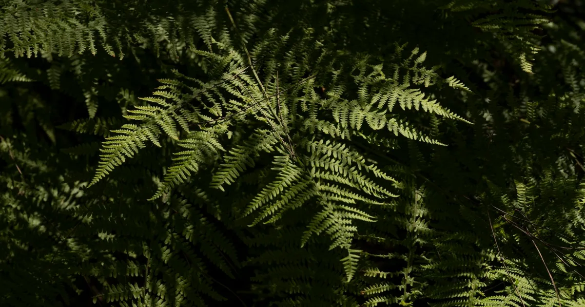 Downtown Ferndale, WA, WA