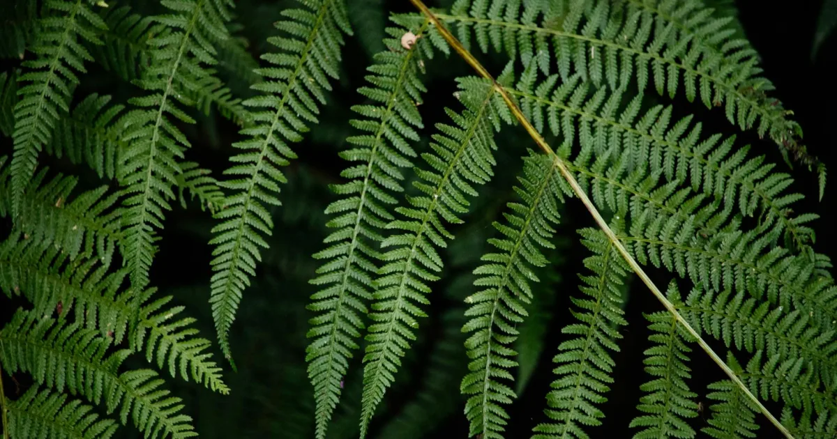 Downtown Fernway, PA, PA