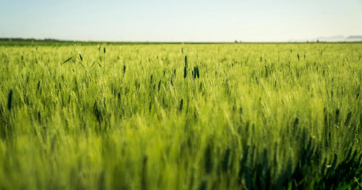 Downtown Fertile, IA, IA