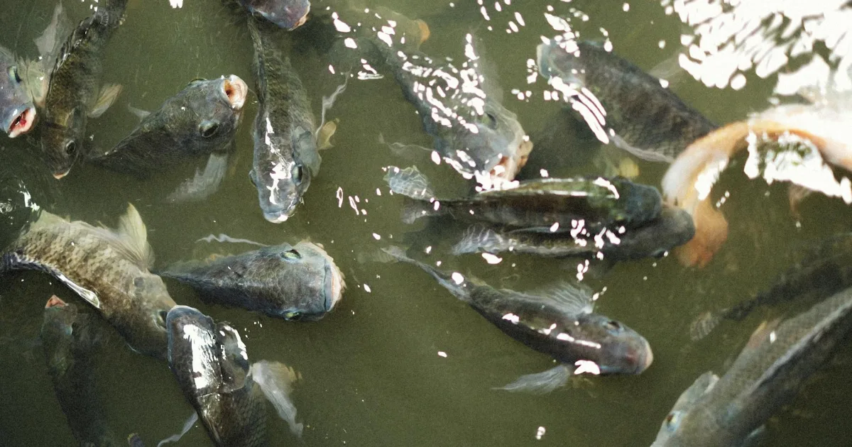 Downtown Fish Lake, IN, IN