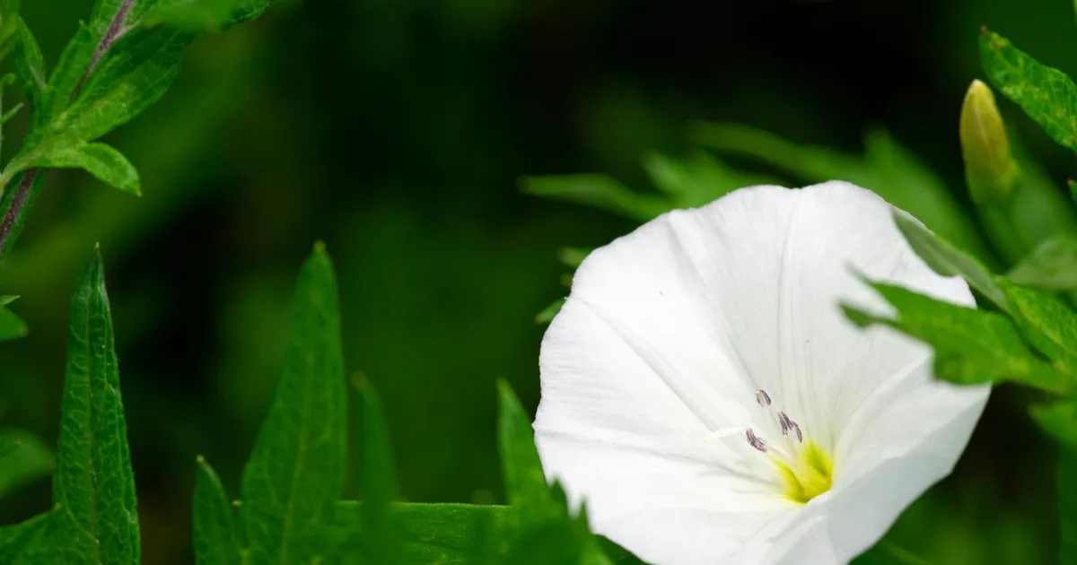 Downtown Flemington, PA, PA