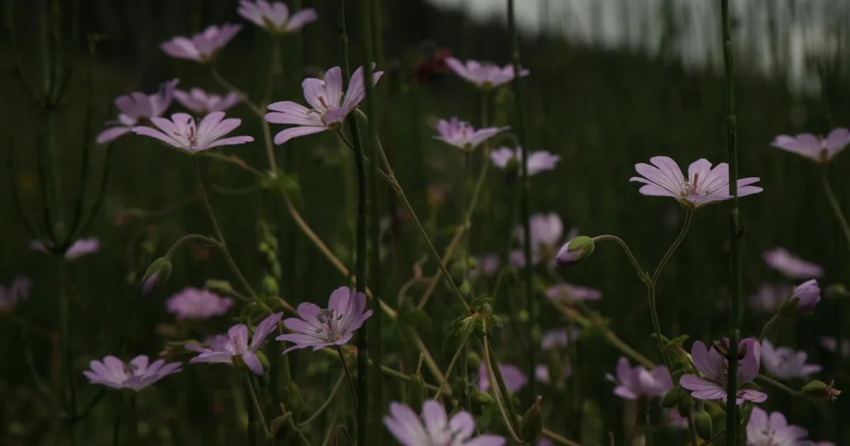 Downtown Flora, IN, IN