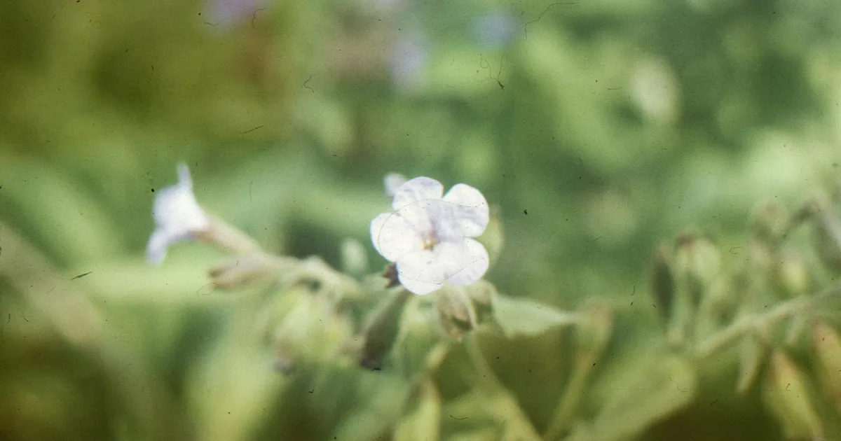 Downtown Flora, MS, MS