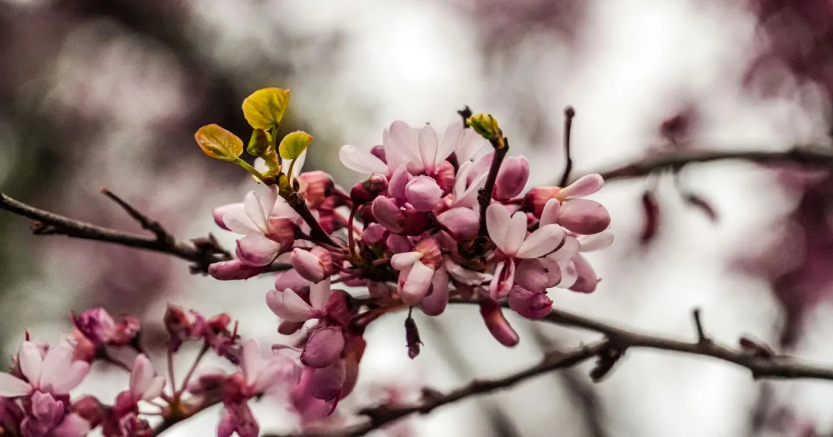 Downtown Flowery Branch, GA, GA