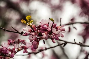 Downtown Flowery Branch, GA, GA