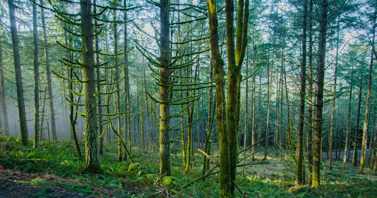 Downtown Forest Grove, OR, OR