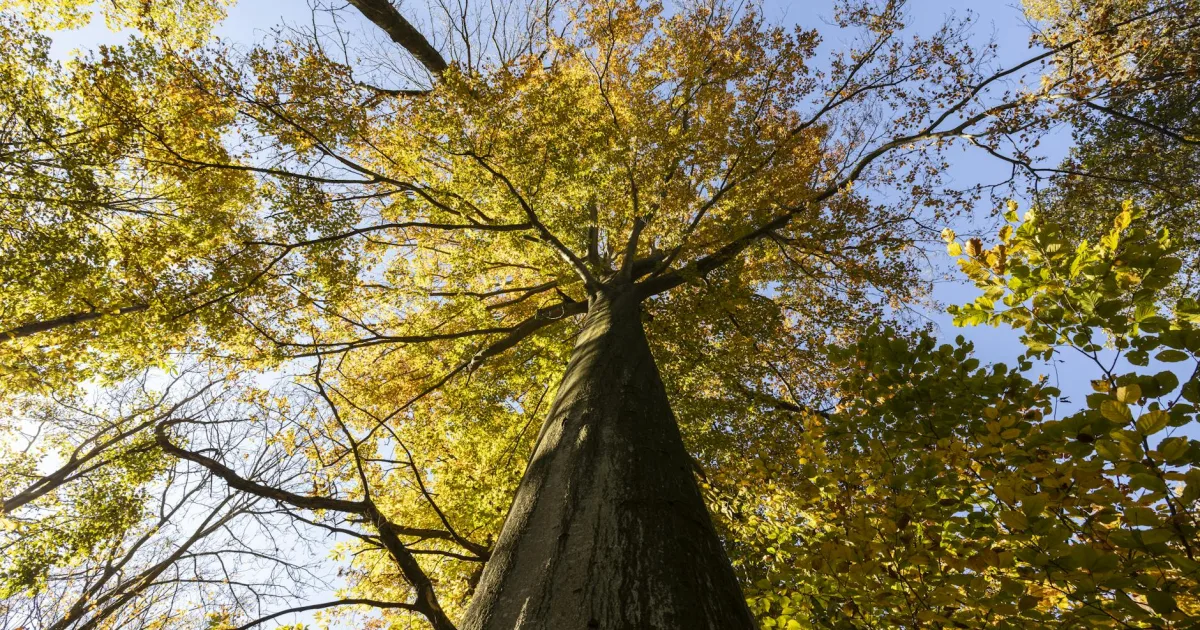 Downtown Forest Heights, MD, MD