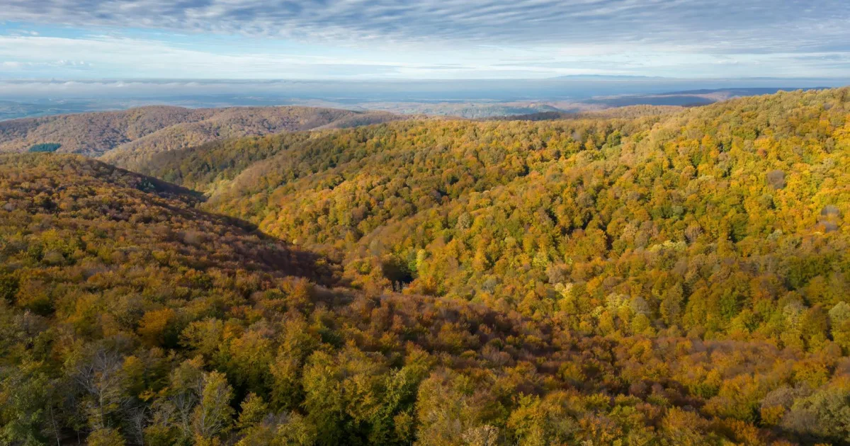 Downtown Forest Hills, PA, PA