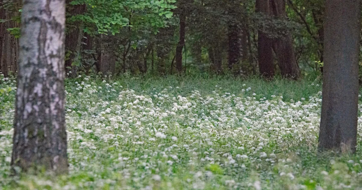 Downtown Forest Meadows, CA, CA