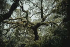 Downtown Forest Oaks, NC, NC