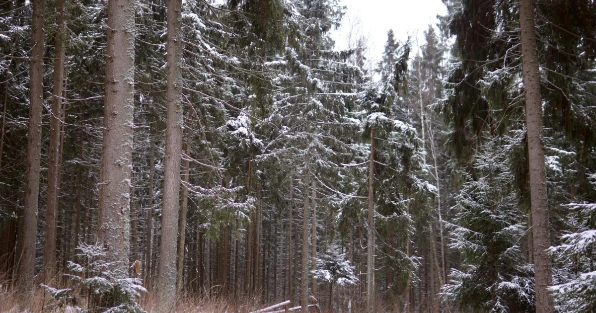 Downtown Forest, OH, OH