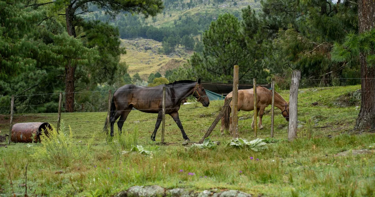 Downtown Forest Ranch, CA, CA