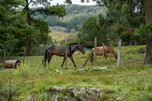 Downtown Forest Ranch, CA, CA