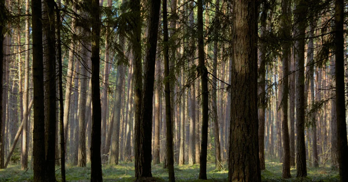 Downtown Forest, VA, VA