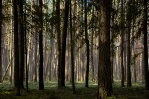 Downtown Forest, VA, VA