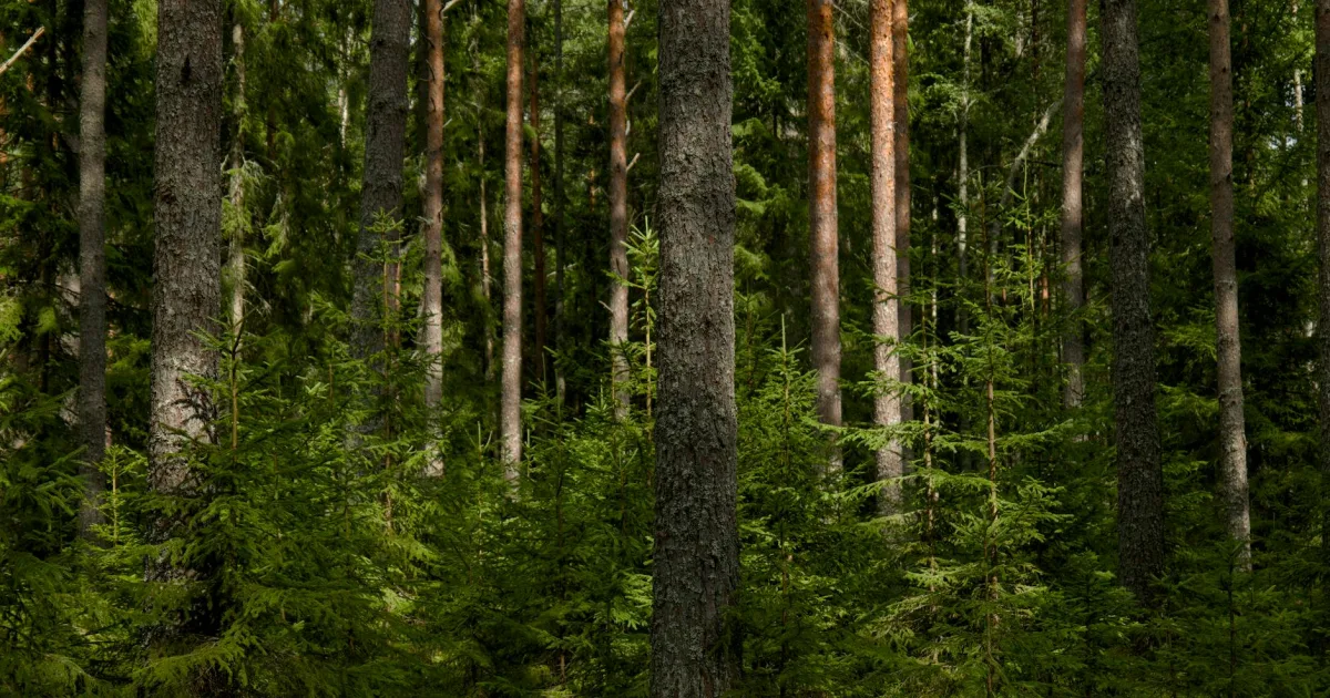 Downtown Forrest, IL, IL