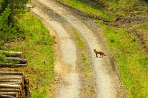 Downtown Fox Crossing, WI, WI