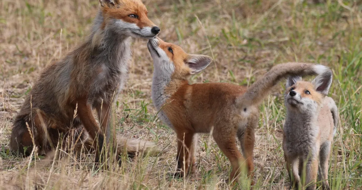 Downtown Fox, IL, IL
