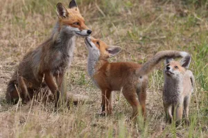 Downtown Fox, IL, IL