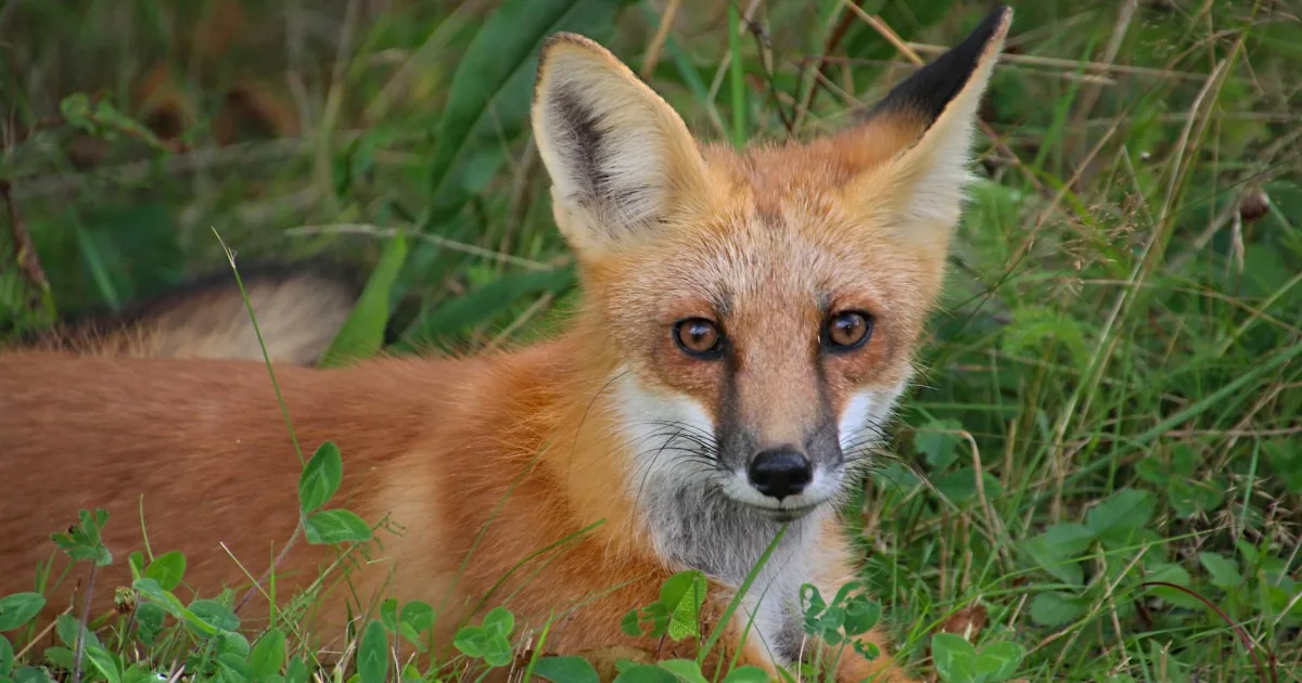 Downtown Fox Lake, IL, IL