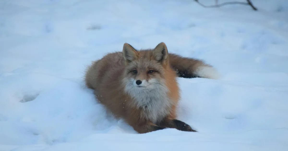 Downtown Fox Point, WI, WI