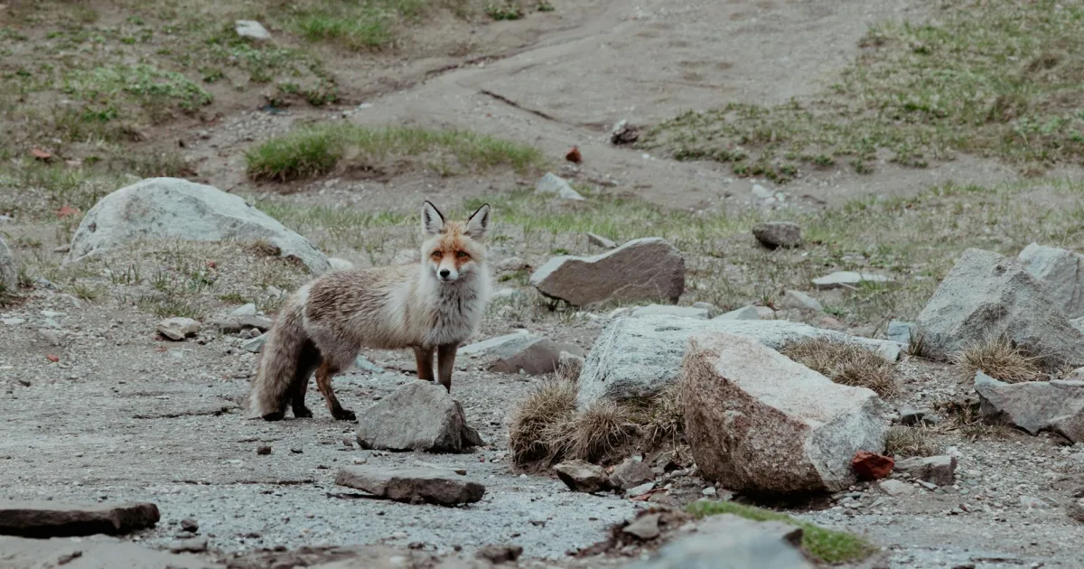 Downtown Fox Run, PA, PA