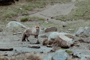 Downtown Fox Run, PA, PA