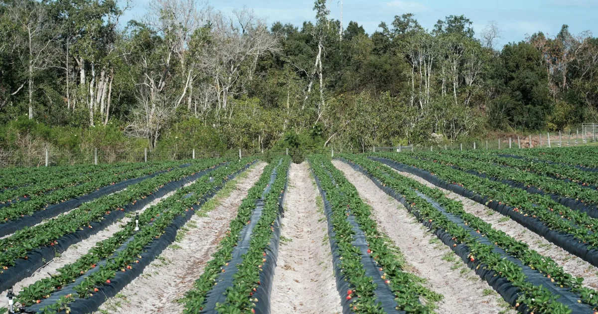 Downtown Fruitville, FL, FL