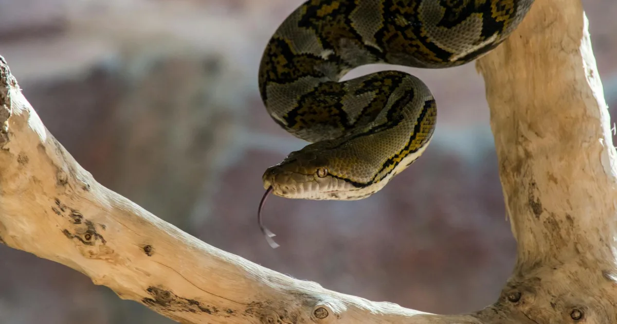 Downtown Gadsden, AL, AL