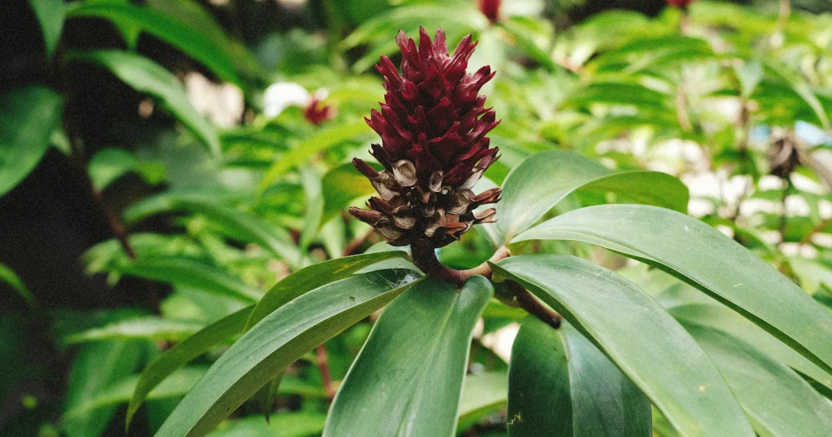 Downtown Gambier, OH, OH