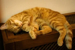 Downtown Garfield, WI, WI