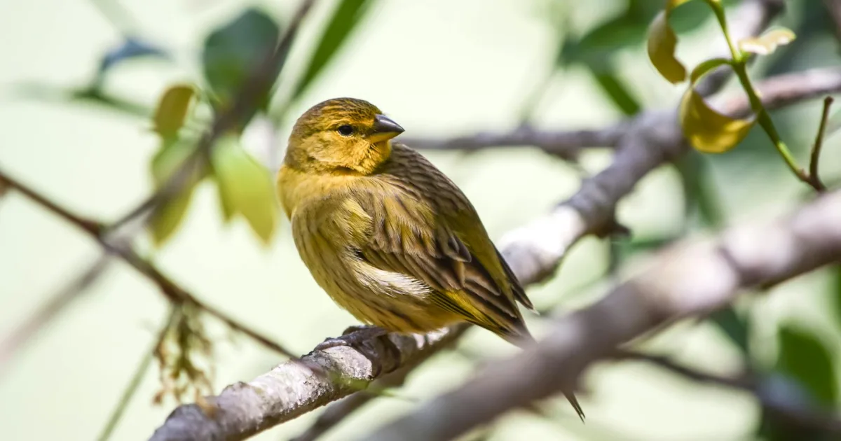 Downtown Garnavillo, IA, IA