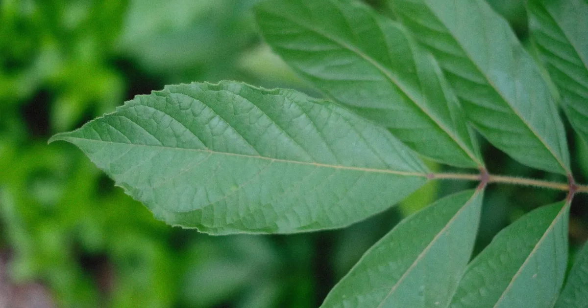 Downtown Gastonia, NC, NC