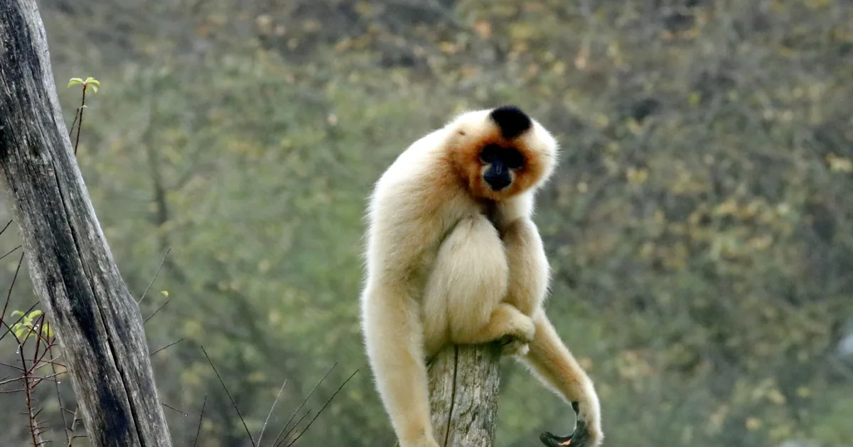Downtown Gibbon, NE, NE