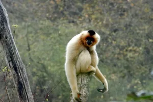 Downtown Gibbon, NE, NE