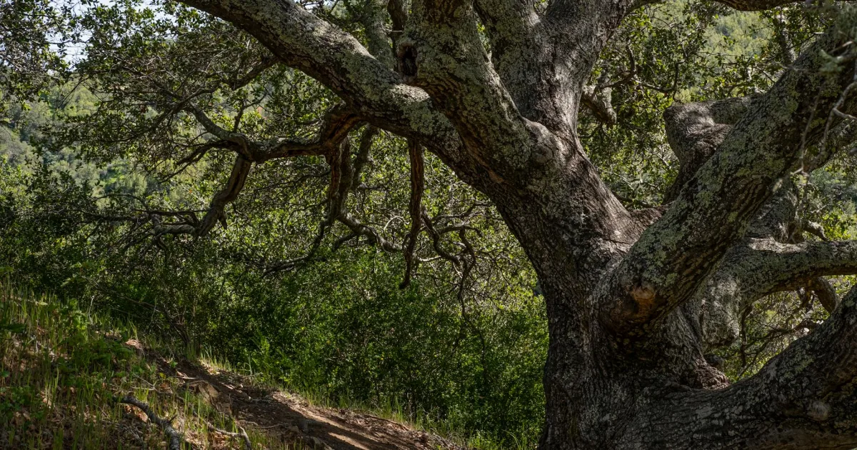 Downtown Glen Oak, OH, OH