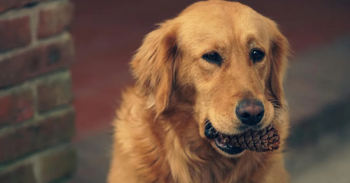 Downtown Golden, CO, CO